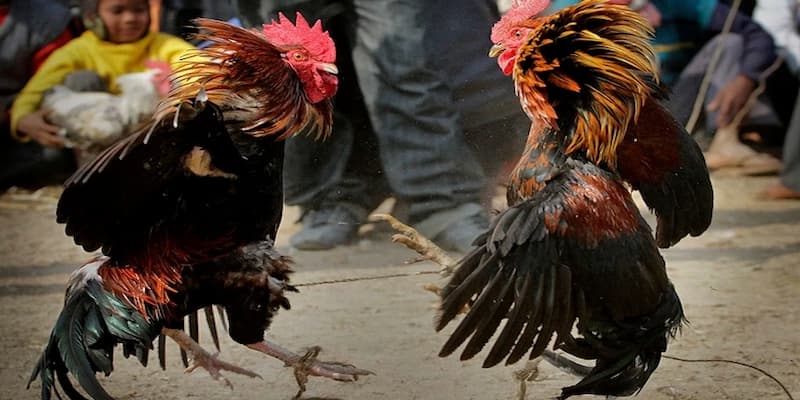 Sảnh theo dõi đá gà trực tiếp 6 7 cực xịn
